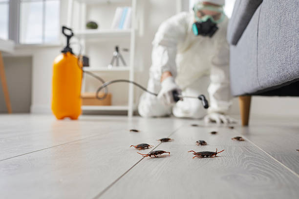Commercial Rodent Management in Kings Point
